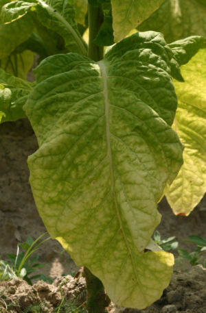 300px-ripe_tobacco_leaf_3037.jpg