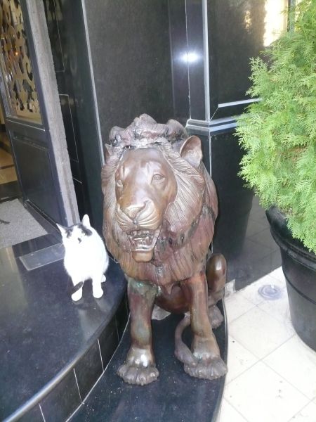 big cat