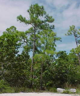 big-pine-tree-big-pine-key