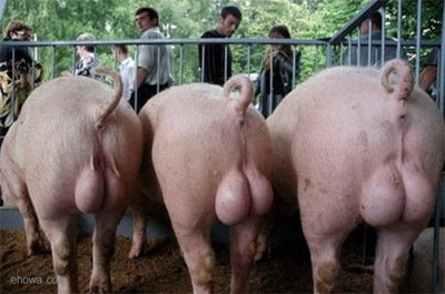 bollocks3 bollocks3