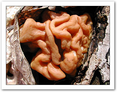 brains3.jpg