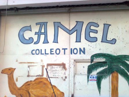 camel