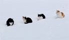 cats.jpg