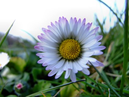 daisy5.jpg