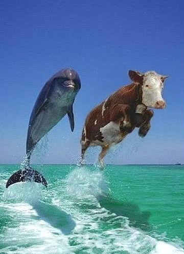 dolphins2 dolphins2