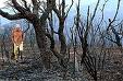 forest2.jpg
