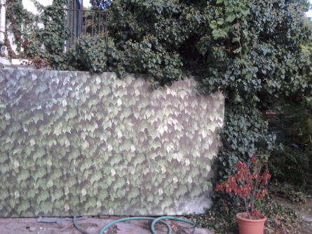 ivy