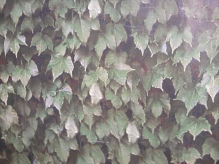ivy2