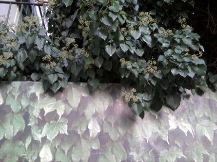ivy3
