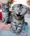 laughing.jpg