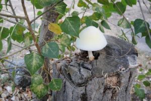 mushroom1
