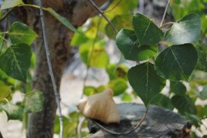mushroom2