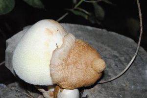 mushroom3