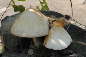 mushroom4