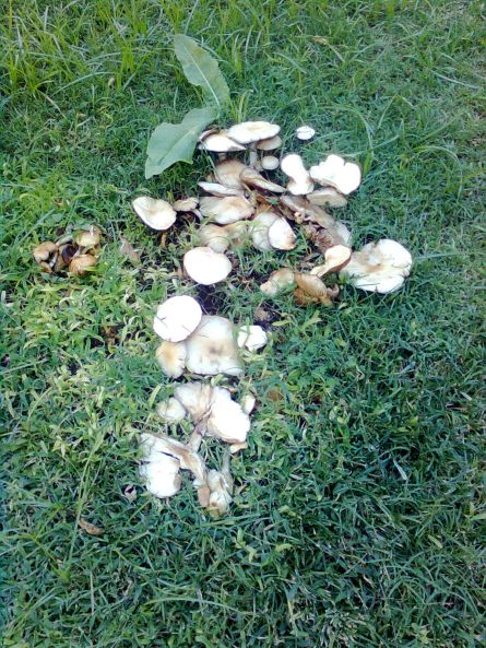 mushrooms