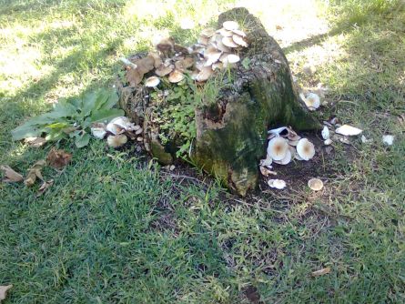 mushrooms2