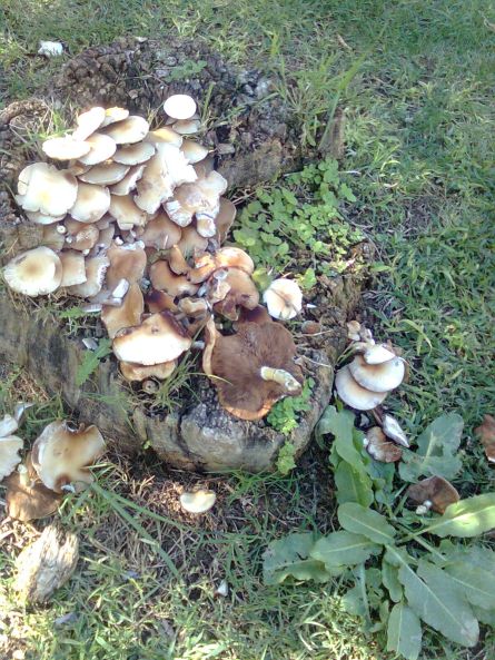mushrooms3