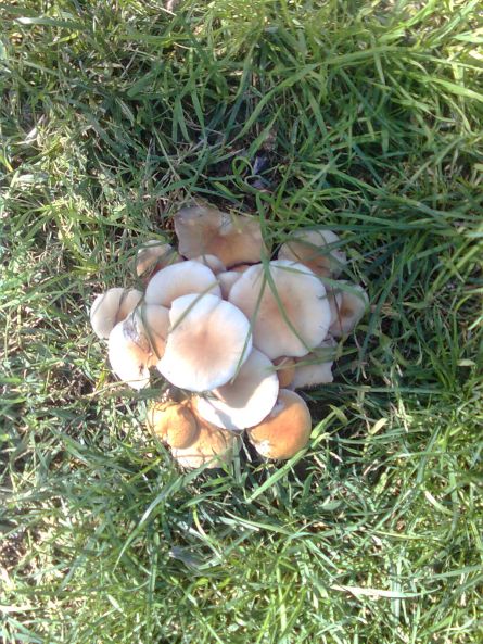 mushrooms4