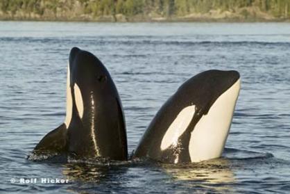 orca.jpg