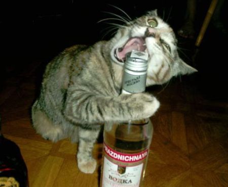 stolicat stolicat