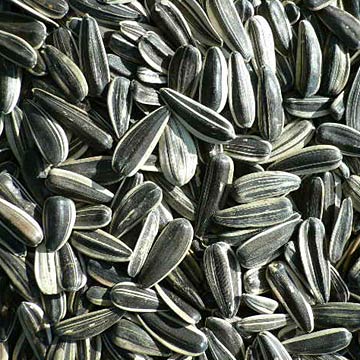 Sunflower_Seeds Sunflower_Seeds