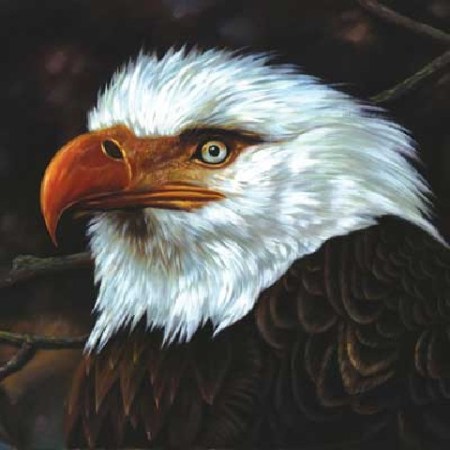 the_hawk_is_howling-mogwai the_hawk_is_howling-mogwai