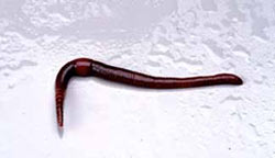 worm worm